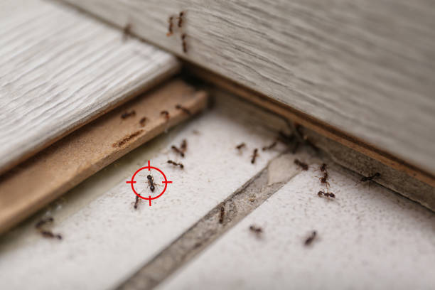 Wasp Removal Services in Ilion, NY