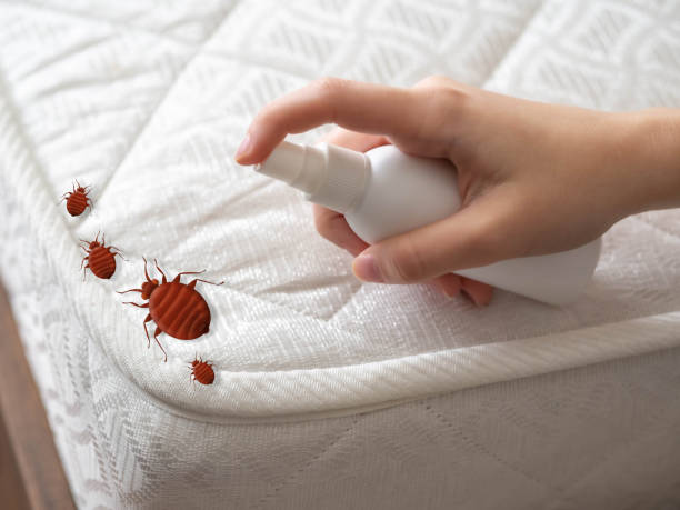 Best Pest Inspection Near Me  in Ilion, NY