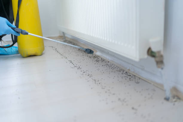 Best Rat Extermination Near Me  in Ilion, NY