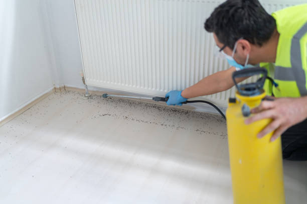 Best Termite Control Services  in Ilion, NY